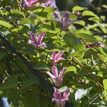 Clematis texensis 'Duchess of Albany' (041120)