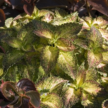 Coleus scutellarioides 'Glennis' (041124)