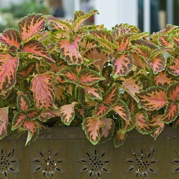 Coleus Wizard® 'Coral Sunrise' (041139)