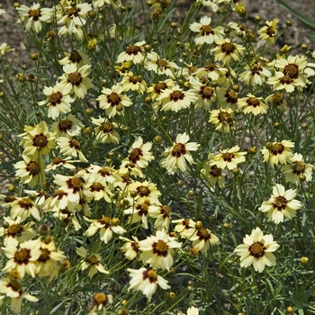 Coreopsis 'Autumn Blush' (041140)