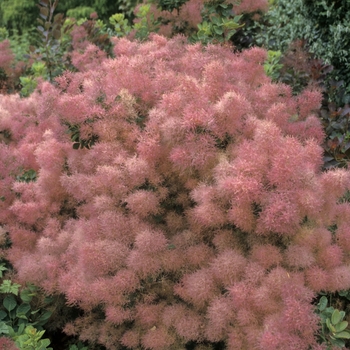 Cotinus coggygria '' (041143)