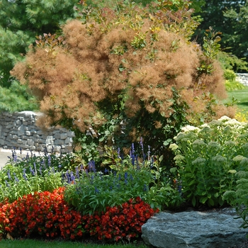 Cotinus coggygria '' (041145)