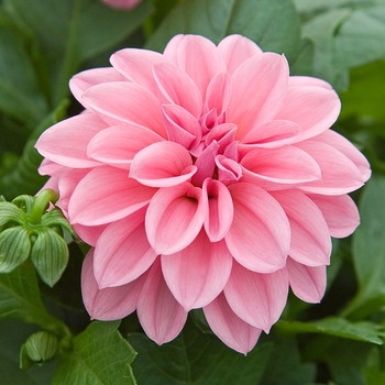 Dahlia Dahlietta® 'Emily' (041149)