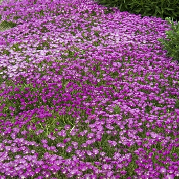 Delosperma Cooperi Table Mountain John Proffitt Hardy Ice Plant From Garden Center Marketing