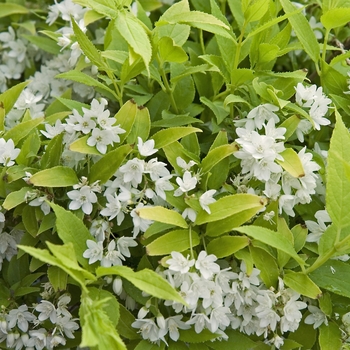 Deutzia gracilis 'Chardonnay Pearls®' (041155)