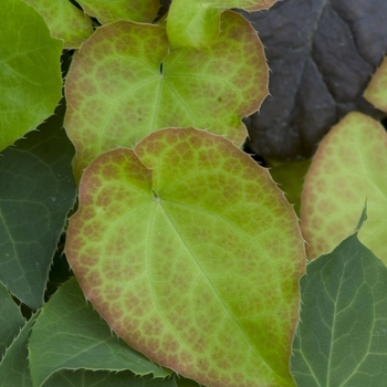 Epimedium cantabrigiense '' (041165)