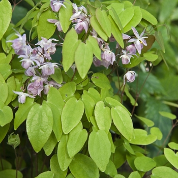 Epimedium cantabrigiense '' (041166)