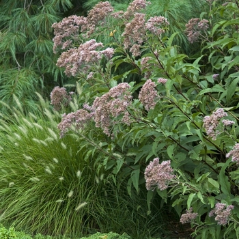 Eupatorium purpureum ssp. maculatum '' (041170)