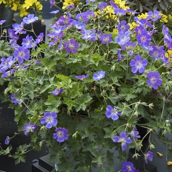 Geranium 'Jolly Bee' (041177)