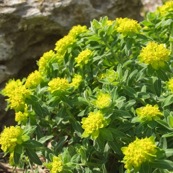 Euphorbia polychroma '' (041181)