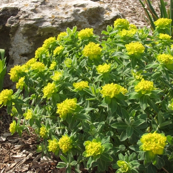 Euphorbia polychroma '' (041182)