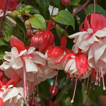 Fuchsia 'Swingtime' (041190)