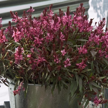 Gaura lindheimeri 'Karalee® Petite Pink' (041192)