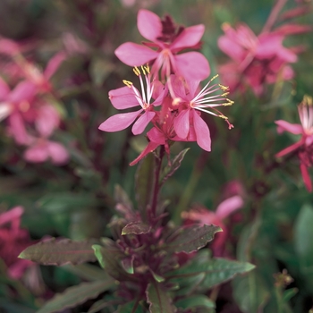 Gaura lindheimeri 'Karalee® Petite Pink' (041193)