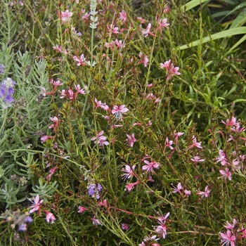 Gaura lindheimeri 'Pink Cloud' (041195)