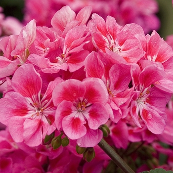 Pelargonium x domesticum 'Candy™ Rose Splash' (041199)