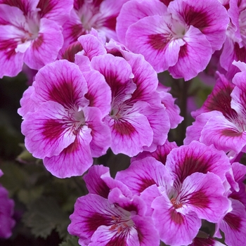 Pelargonium x domesticum 'Maiden Deep Lavender Swirl' (041210)