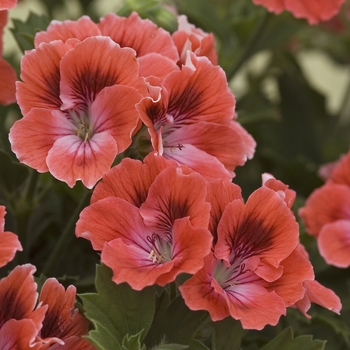 Pelargonium x domesticum 'Maiden Deep Orange' (041211)