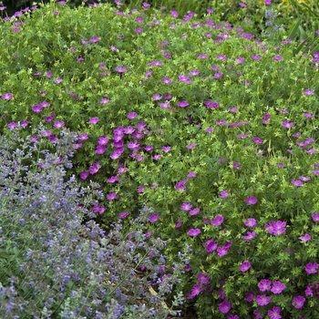 Geranium sanguineum 'New Hampshire Purple' (041216)