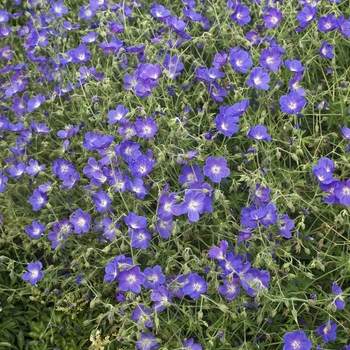 Geranium 'Orion' (041221)