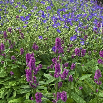 Stachys monieri 'Hummelo' (041223)