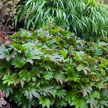 Mukgenia rossii 'Crimson Fans' (041229)