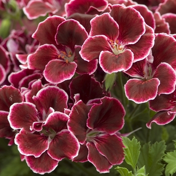 Pelargonium x domesticum 'Maiden Iced Wine' (041234)