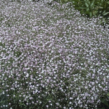 Gypsophila paniculata 'Pink Fairy' (041243)