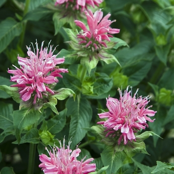 Monarda didyma 'Grand Marshall™' (041247)