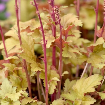 Heuchera 'Amber Waves' (041259)