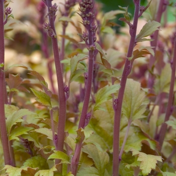 Heuchera 'Amber Waves' (041260)