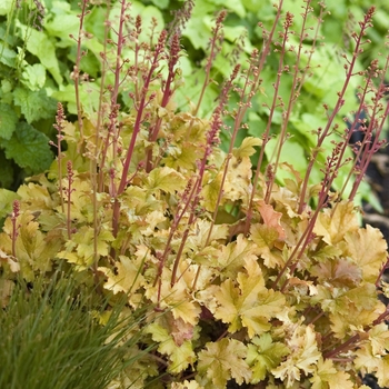 Heuchera 'Amber Waves' (041261)