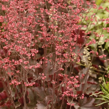 Heuchera 'Cherries Jubilee' (041266)