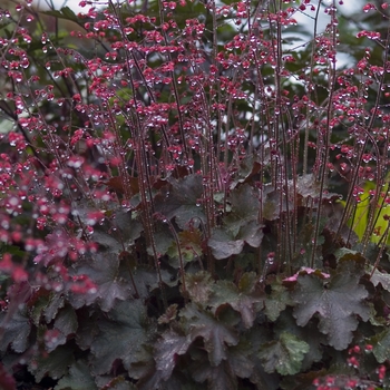 Heuchera 'Cherries Jubilee' (041267)