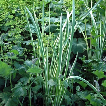 Acorus calamus 'Variegatus' (041271)