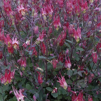 Aquilegia canadensis 'Little Lanterns' (041273)