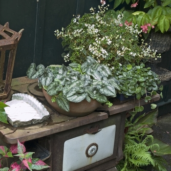 Asarum splendens '' (041275)