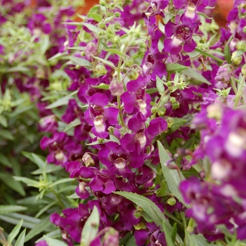 Angelonia augustifolia SunDancer™ 'Purple' (041287)