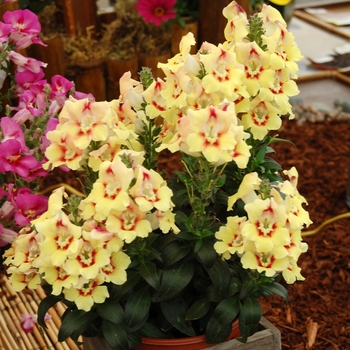 Antirrhinum Dragon™ 'Buttery' (041292)