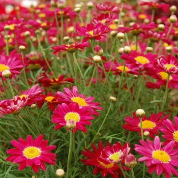 Argyranthemum frutescens Comet™ 'Red' (041301)