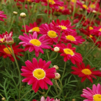 Argyranthemum frutescens Comet™ 'Red' (041302)