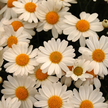 Argyranthemum frutescens Comet™ '' (041306)