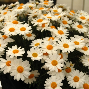 Argyranthemum frutescens Comet™ '' (041307)