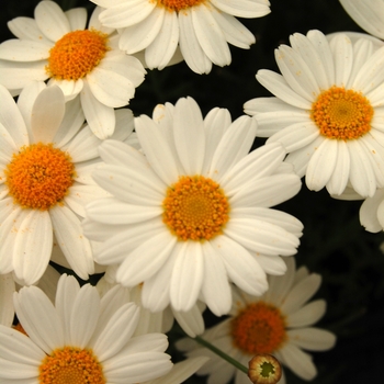 Argyranthemum frutescens Comet™ '' (041308)