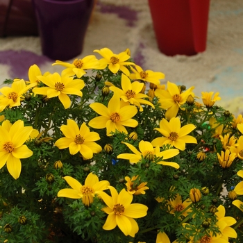 Bidens ferulifolia 'Pirate's Talisman™' (041325)