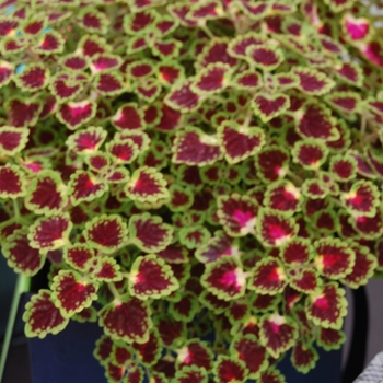 Coleus 'Burgundy Wedding Train' (041327)