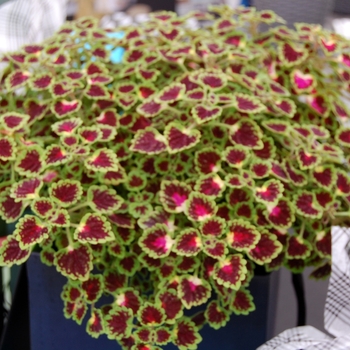 Coleus 'Burgundy Wedding Train' (041328)