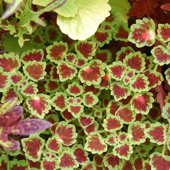 Coleus 'Burgundy Wedding Train' (041329)