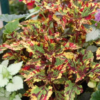 Coleus Stained Glassworks™ 'Eruption' (041332)