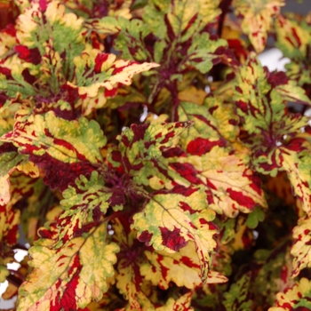 Coleus Stained Glassworks™ 'Eruption' (041333)